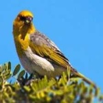 image of bird