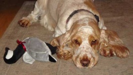 image of animal