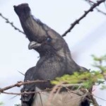 image of bird