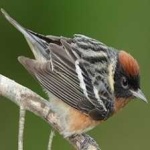 image of bird