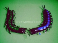 image of centipede #32