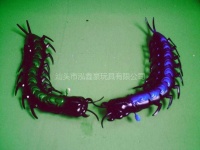 image of centipede