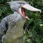 image of bird