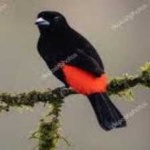 image of bird