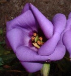image of flower