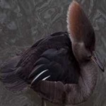 image of bird