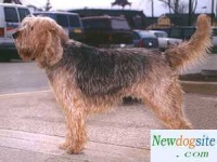 image of otterhound