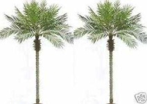 image of palm_tree