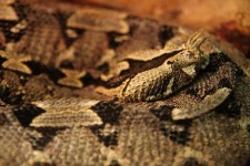 image of horned_viper