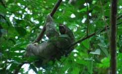 image of three_toed_sloth