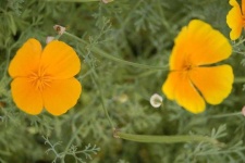 image of flower