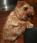 image of norfolk_terrier