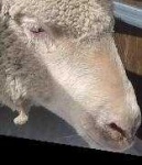 image of animal
