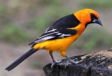 image of oriole