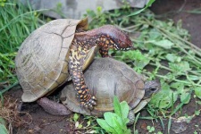 image of mud_turtle