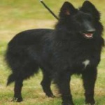 image of animal