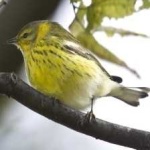 image of bird