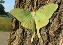 image of animal
