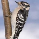 image of bird