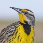 image of eastern_meadowlark #7