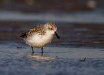 image of sandpiper #13