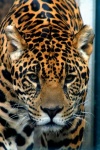 image of jaguar_car