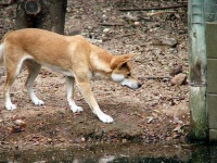 image of dingo