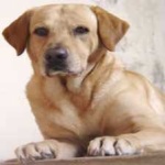 image of animal