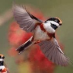 image of bird