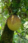 image of jackfruit