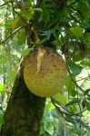 image of jackfruit #11