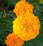 image of flower