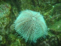 image of sea_urchin