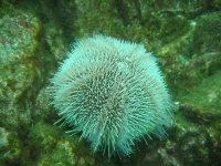 image of sea_urchin #9