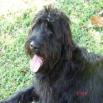 image of animal