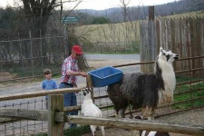 image of llama