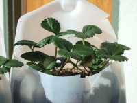 image of pot