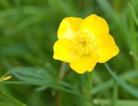 image of flower