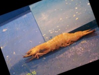 image of fish