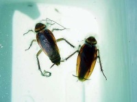image of cockroach
