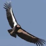 image of bird