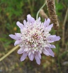 image of flower