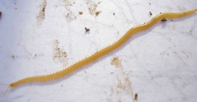 image of animal