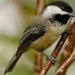 image of bird