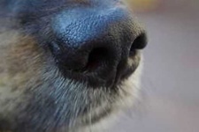 image of dog_nose