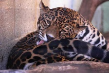 image of jaguar_car