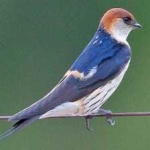 image of stripped_swallow