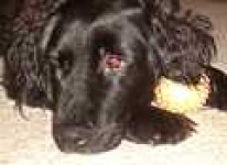 image of curly_coated_retriever