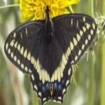image of animal