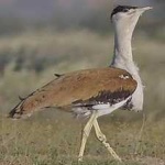 image of bird